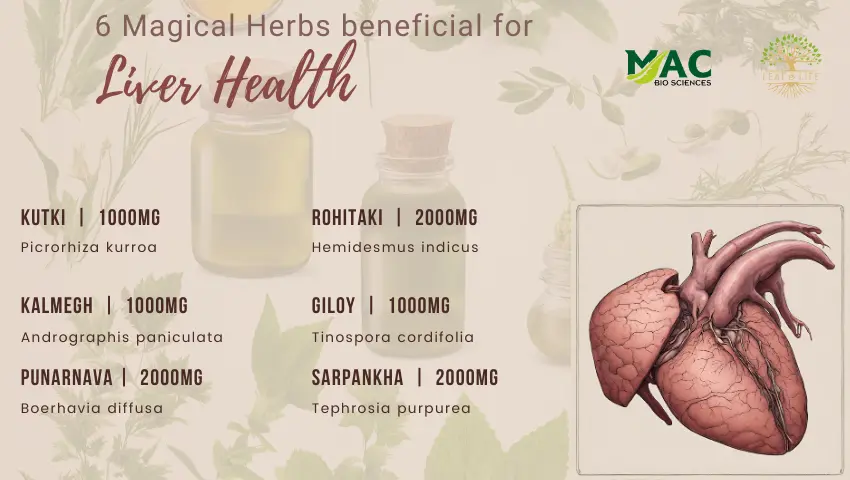 Herbs for Liver Health